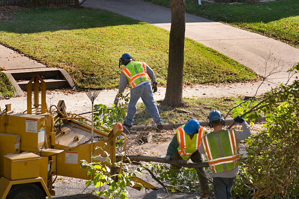 Professional Tree Removal and Landscaping Services in River Oaks, TX